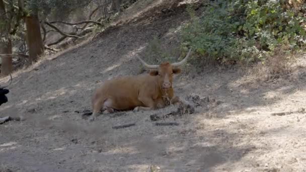 Una Vaca Sentada Sombra Masticando Comida Hd60 Fps — Vídeo de stock