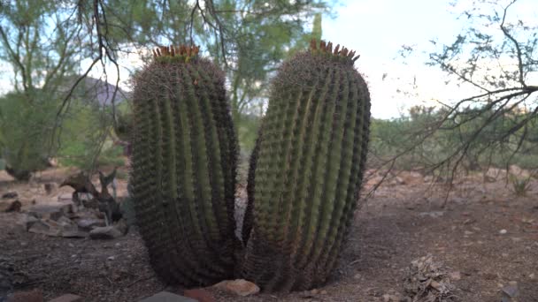 Statyczne Ujęcie Barrel Cacti Zrobione Podczas Gorącego Dnia Pustyni Sonoran — Wideo stockowe