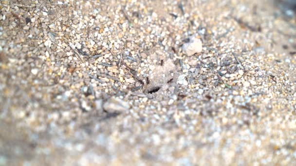 소노라 사막의 서식지를 들락날락 개미들 — 비디오