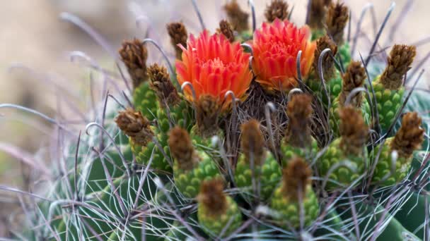 Κοντινό Στατικό Πλάνο Των Λουλουδιών Ένα Claret Cup Cactus Στην — Αρχείο Βίντεο