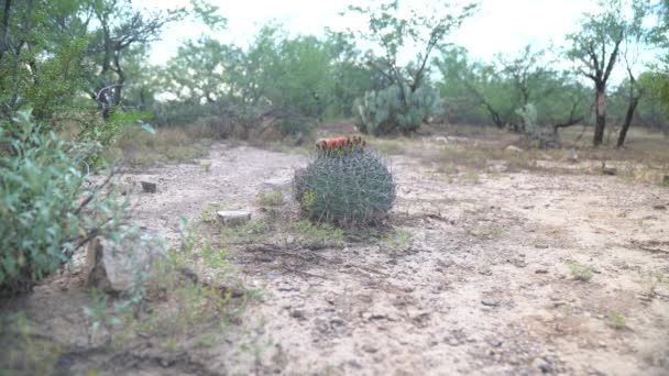 Στατική Βολή Του Γύρου Claret Κύπελλο Catus Στην Έρημο Sonora — Αρχείο Βίντεο