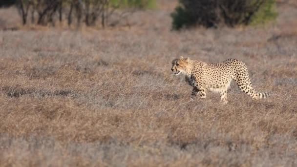Slow Motion Clip Young Cheetah Walking Golden Light Mashatu Game — Stock Video