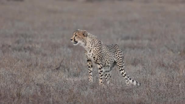 Anxious Young Cheetah Searching Its Family Mashatu Game Reserve Botswana — Stock Video