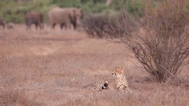 Alert Cheetah Resting Grass Herd Grazing Elephants Mashatu Botswana — Stock Video