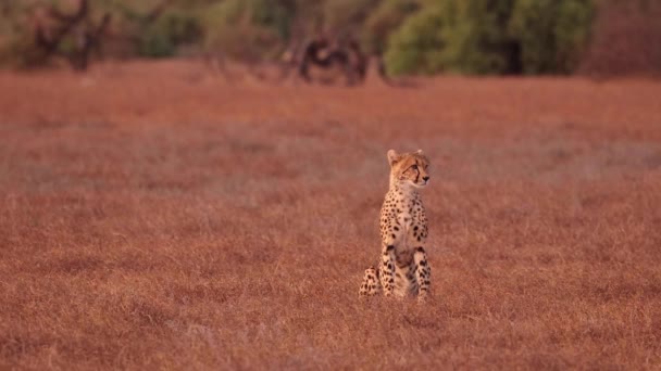 Guepardo Angustiado Sentado Llamando Reserva Caza Mashatu Botswana — Vídeos de Stock