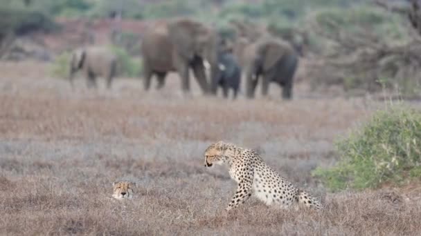 Стадо Слонів Спостерігає Два Гепарди Сідають Траву Заповіднику Машату Ботсвана — стокове відео