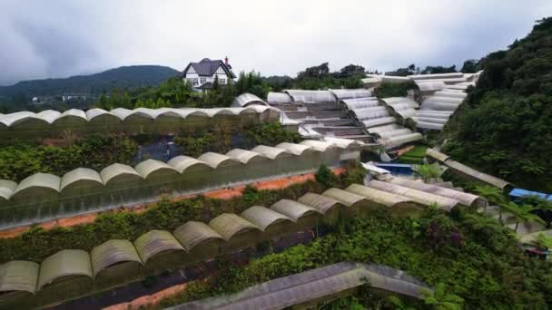 Brinchang Daki Çilek Tarlasının Hava Görüntüsü Yükseliyor — Stok video