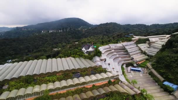 マレーシアのパハンのキャメロン高地地域内のブリンチャン地区の丘陵地帯に沿って イチゴ農園の上空を回転する空中ドローン — ストック動画