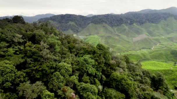 Aerial Drone Shot Lewej Prawej Nad Bujną Plantacji Zielonej Herbaty — Wideo stockowe