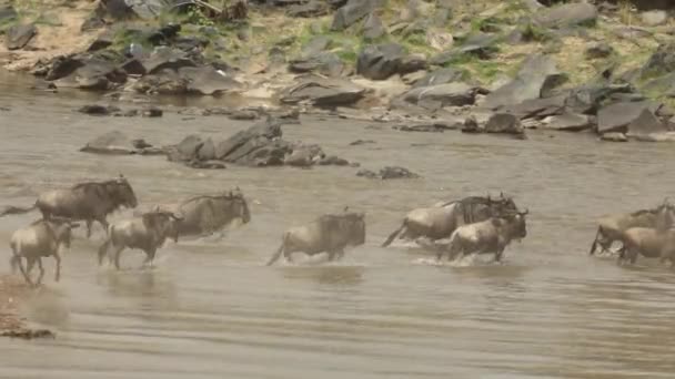 Een Kudde Gnoes Springt Door Het Water Grote Trek Masai — Stockvideo