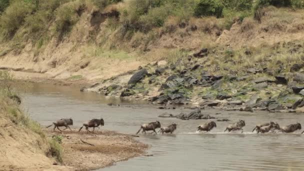 Flock Nervösa Gnuer Som Korsar Flod Masai Mara Kenya — Stockvideo