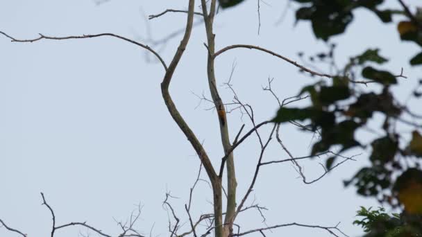 Der Graukopfspecht Picus Canus Flammenrücken Dinopium Javanense Kaeng Krachan Nationalpark — Stockvideo