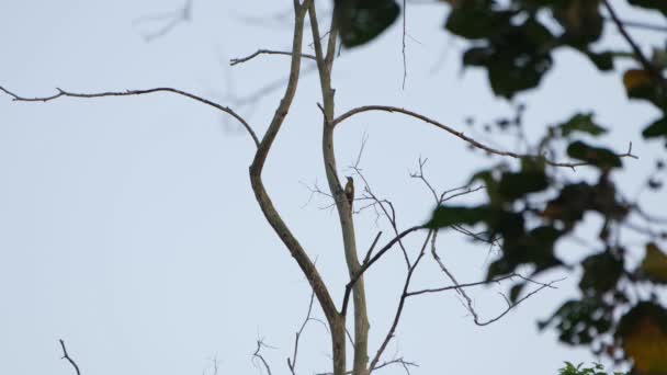 Sibuk Cepat Mematuk Pada Kulit Pohon Berkepala Abu Abu Woodpecker — Stok Video