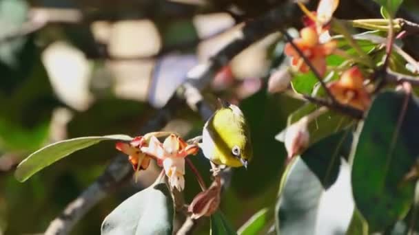 Perched Flower Feeds Flies Away Indian White Eye Zosterops Palpebrosus — Stock Video