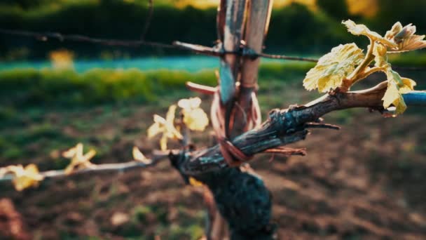 Croissance Fraîche Sur Vigne Rétroéclairée Par Soleil Matin Vignoble Toscane — Video