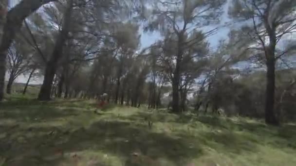 Fpv Drone Follows Young Man Running Open Forest — Stock Video