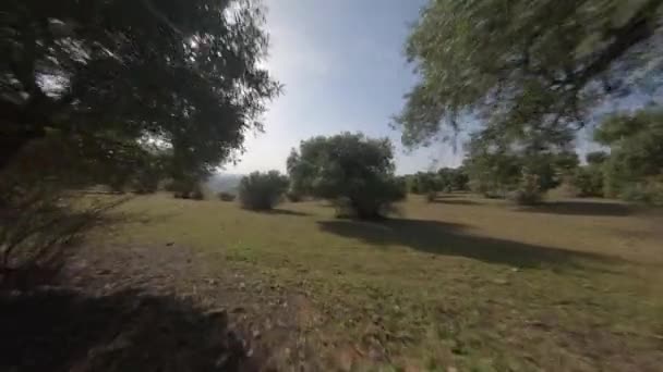 Fpv Drohne Aus Pov Perspektive Fliegt Durch Bäume Spanischen Olivenhain — Stockvideo