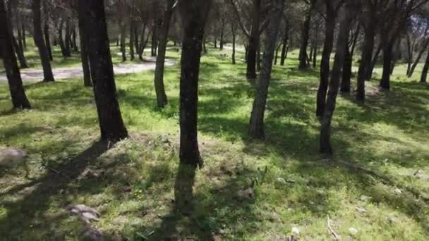Камера Пов Відступає Через Відкриті Паркові Дерева Щоб Показати Чоловікові — стокове відео