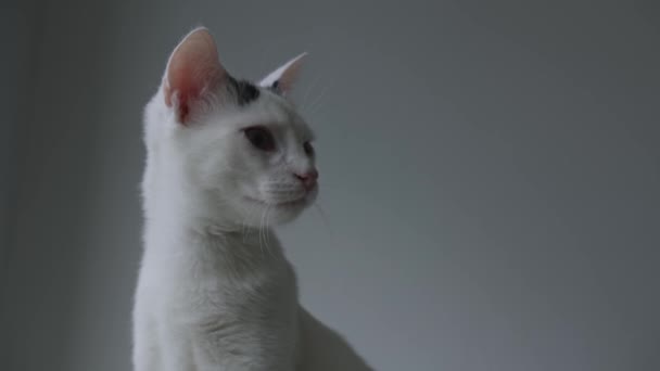 Sonolento Gato Branco Detectando Sons Com Orelhas Móveis Close — Vídeo de Stock