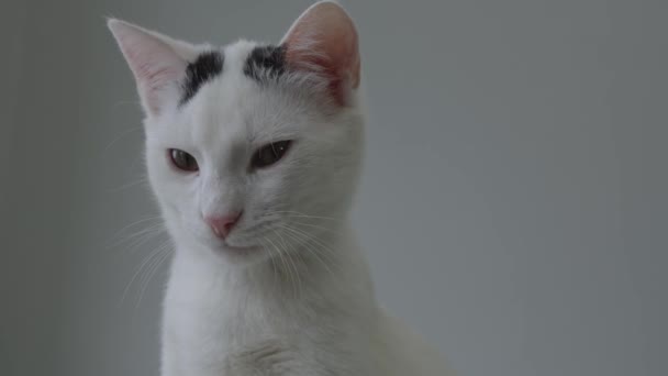 Peringatkan White Cat Ear Scanning Environment Close — Stok Video
