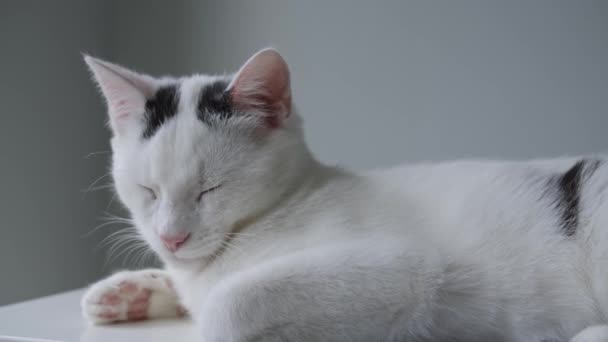 Mladá Bílá Kočka Spí Klidně Minimalistický Šedé Pozadí — Stock video