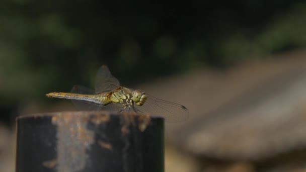 Sarı Yusufçuk Doğa Dışı Küçük Sinek Yiyor — Stok video