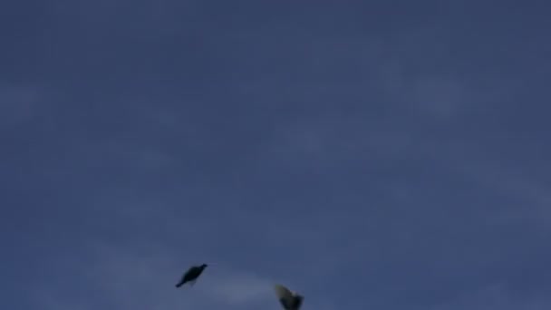 Silueta Létajících Ptáků Čtyři Ptáci Létají Formaci Pěknou Oblohou Videa — Stock video