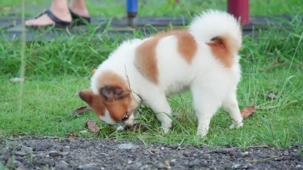 ふわふわ血統ポメラニア犬が緑の芝生の上を歩く 裏庭で楽しい時間を過ごす幸せな小さな犬 — ストック動画