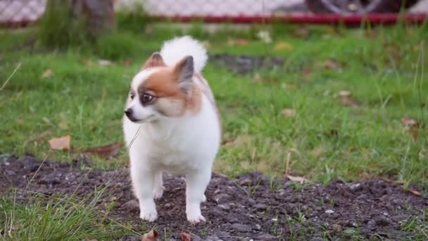 Fluffy Pedigree Pomeranian Dog Passeggia Prato Verde Buon Cagnolino Divertimento — Video Stock
