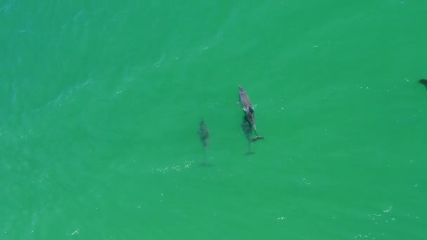 Familia Delfines Nadando Bajo Agua Frente Costa Australiana Dron Aéreo — Vídeo de stock