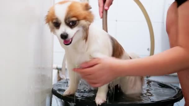 Mossa Kutyáját Fürdőszobában Egy Tömlő — Stock videók