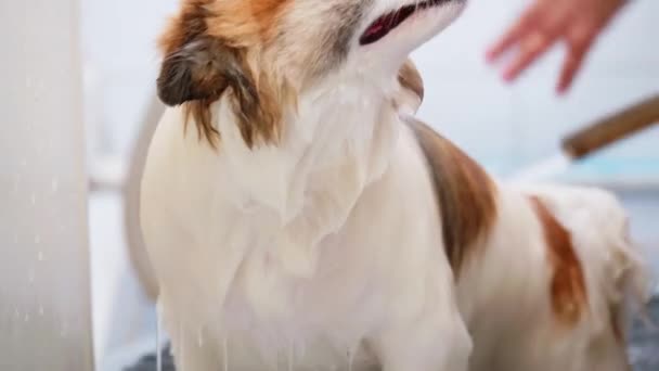 Szczęśliwego Białego Psa Biorącego Kąpiel Salon Uwodzenia — Wideo stockowe