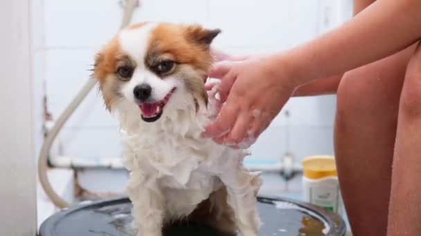 Frau Reicht Badenden Hund Die Badewanne — Stockvideo