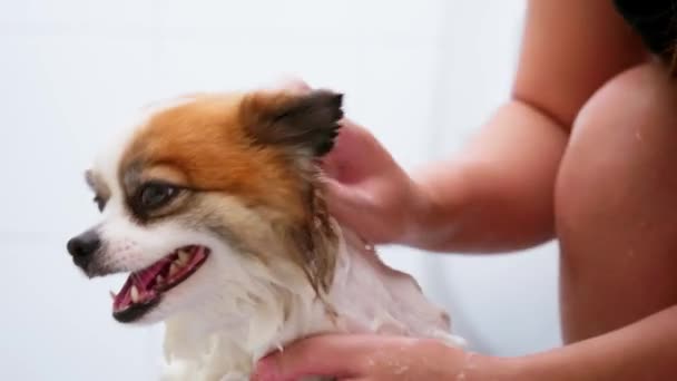 Kutyaápoló Szalon Női Ápoló Fürdeti Kutyát Fürdőkádban Hab Állatgondozás — Stock videók