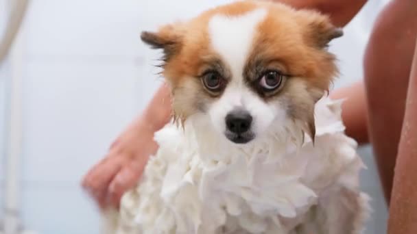 Közelkép Kéz Ápolás Zuhany Fürdés Kevés Boldog Élvezze Chihuahua Kutya — Stock videók