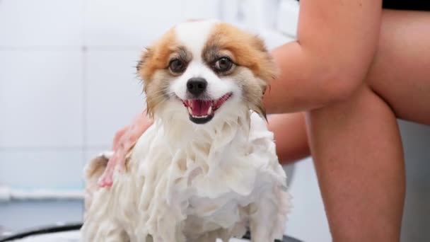 Feliz Perro Blanco Tomando Baño Salón Aseo — Vídeos de Stock
