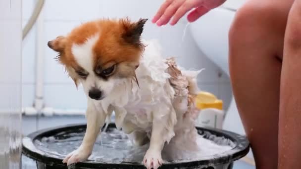 Cão Branco Feliz Tomar Banho Salão Arrumação — Vídeo de Stock