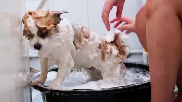 Samponnal Fürdeti Kutyáját Egy Kis Babakádban Kutyafuttatás — Stock videók
