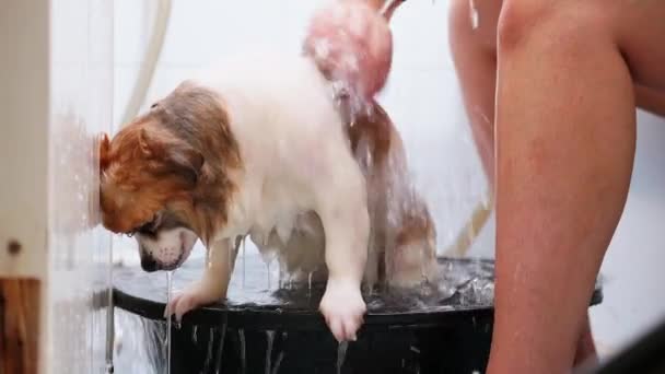 Salón Peluquería Para Perros Peluquero Baña Perro Bañera Con Espuma — Vídeos de Stock