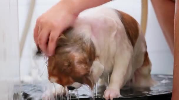 Mujer Encarga Bañar Perro Con Champú Pequeño Baño Bebé Cachorro — Vídeos de Stock