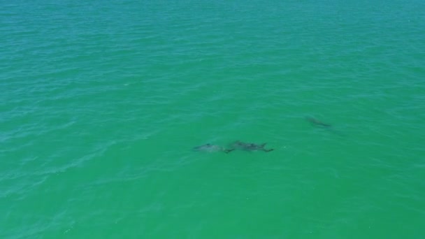 Pod Wild Dolfijnen Zwemmen Onderwater Turquoise Oceaan Luchtfoto Drone — Stockvideo