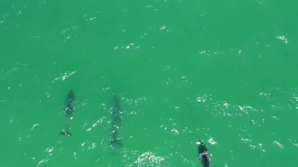 ターコイズブルーの海に浮かぶ野生のバンドウイルカの上の空中ドローン — ストック動画