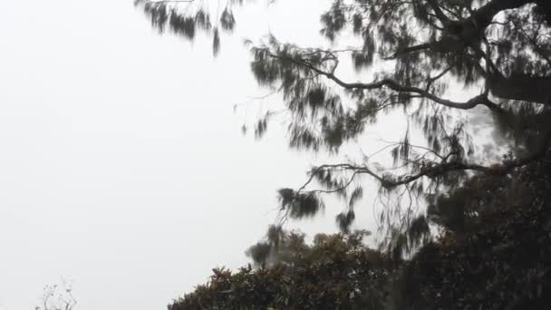 標高の高い山の木々のサルの劇的な景色 雲に囲まれて — ストック動画