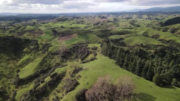 美丽的鸟瞰着青山和牧场 新西兰北部岛屿风景秀丽 — 图库视频影像