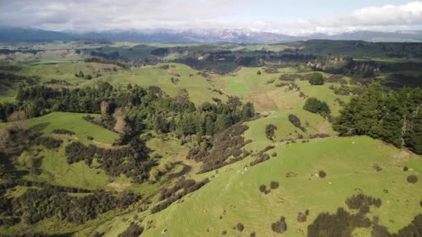 Piękny Krajobraz Nad Zielonymi Pastwiskami Nowej Zelandii Typowy Krajobraz Rolniczy — Wideo stockowe