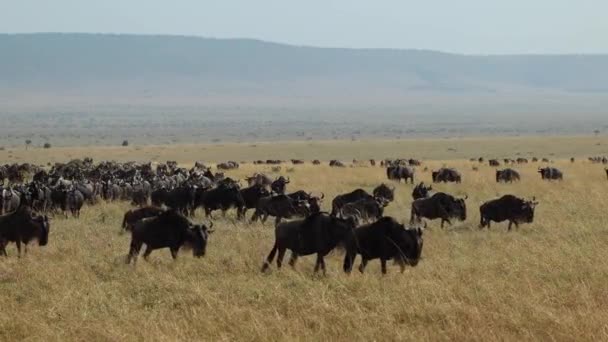 Huge Herd Wildebeest Walking Plains Masai Mara Kenya — Stock Video