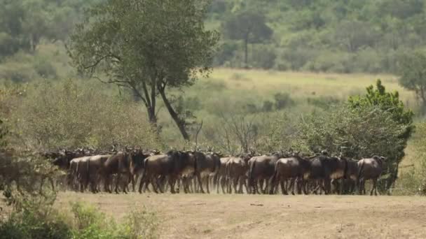 Eine Große Gnu Herde Hält Der Masai Mara Kenia Inne — Stockvideo