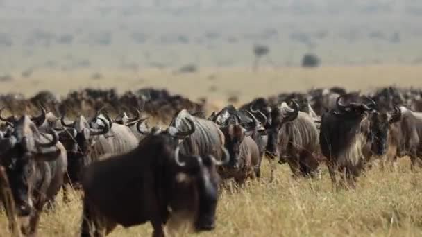 Eine Große Gnu Herde Auf Ihrem Weg Durch Das Grasland — Stockvideo