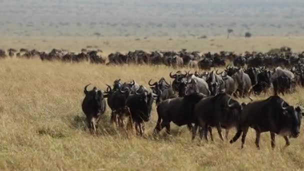 Una Mandria Gnu Che Attraversa Pianure Del Masai Mara Kenya — Video Stock