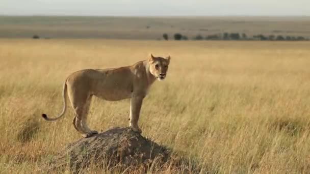 Piękna Lwica Stojąca Termitowym Kopcu Skanująca Rozległe Równiny Masai Mara — Wideo stockowe